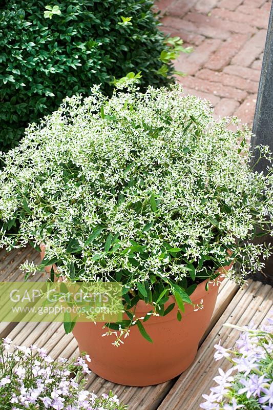 Euphorbia Breathless ® Gloria in pot