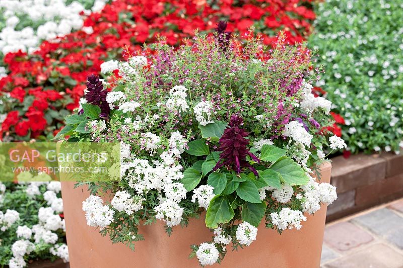Annuals mixed with Verbena Lanai® White, Cuphea ramosissima Cuphoric™ Pink and Salvia