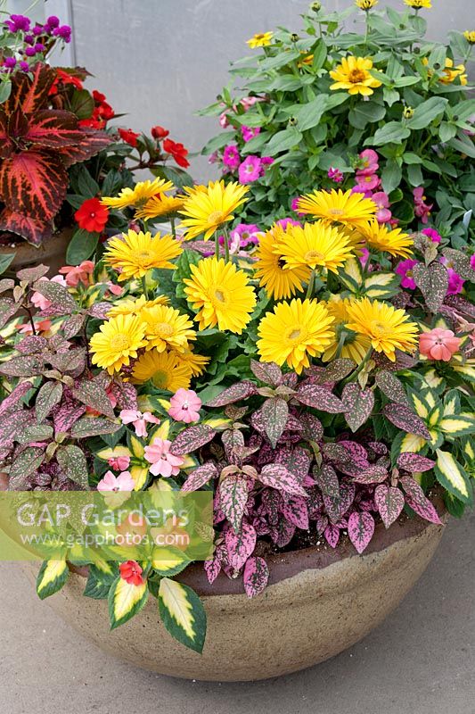 Annual Mix with Impatiens, Hypoestes phyllostachya Confetti Compact, Gerbera