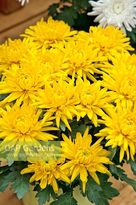 Chrysanthemum Durango™ Yellow