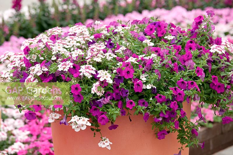 Annuals mixed with Petunia Picnic™ Purple, Verbena Lanai® Twister Pink and Diascia in pot