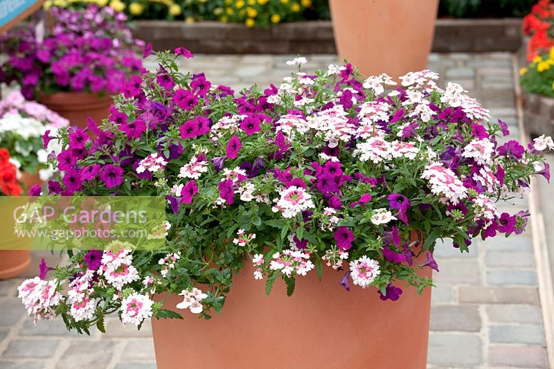 Planter with Petunia Picnic™ und Verbena Lanai® Twister Pink