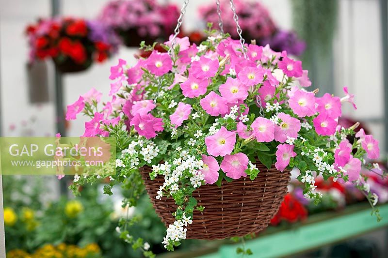 Hanging basket with Petunia Easy Wave ™ Pink and Sutera cordata Abunda Giant White
