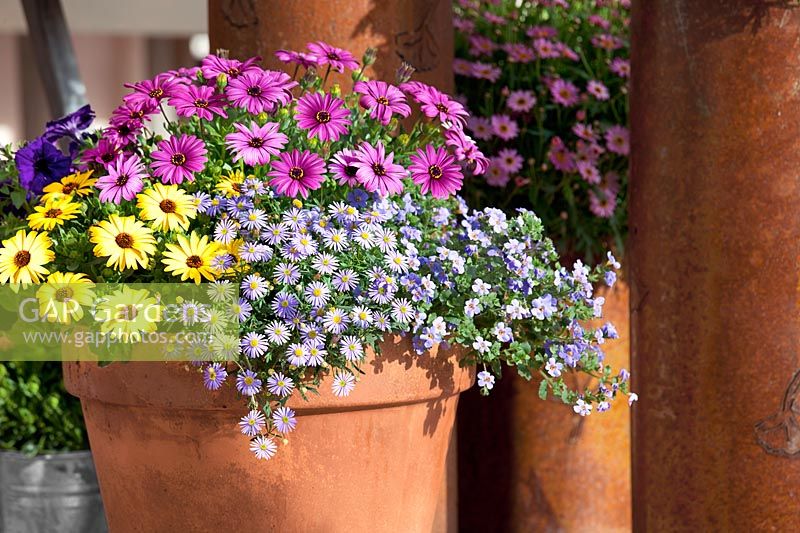 Clay pot with Osteospermum Serenity, Brachyscome and Sutera
