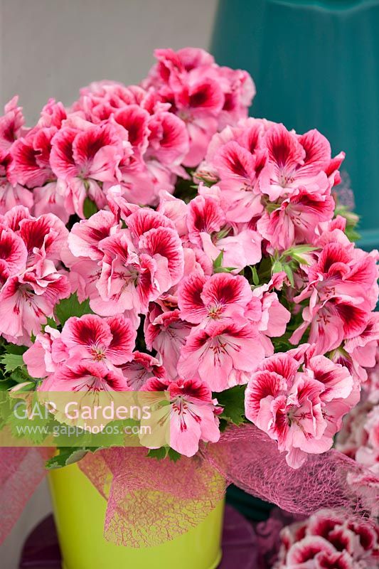 Pelargonium Elegance ™ Rose  Bicolor