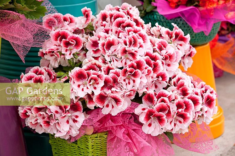 Pelargonium Elegance ™Crystal  Rose