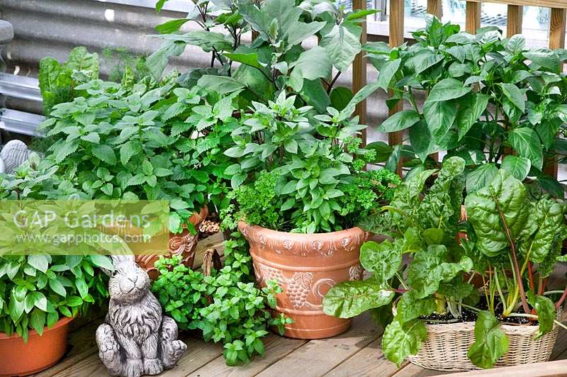 Herb mix in terra cotta container and little bunny statue