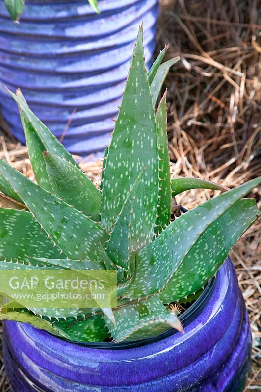 Aloe maculata