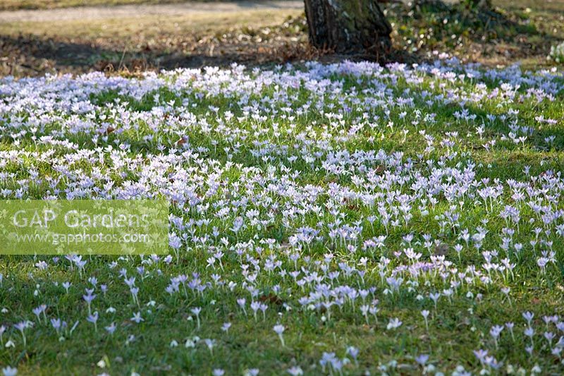 Spring flower meadow with Crocus chrysanthus und Galanthus elwesii