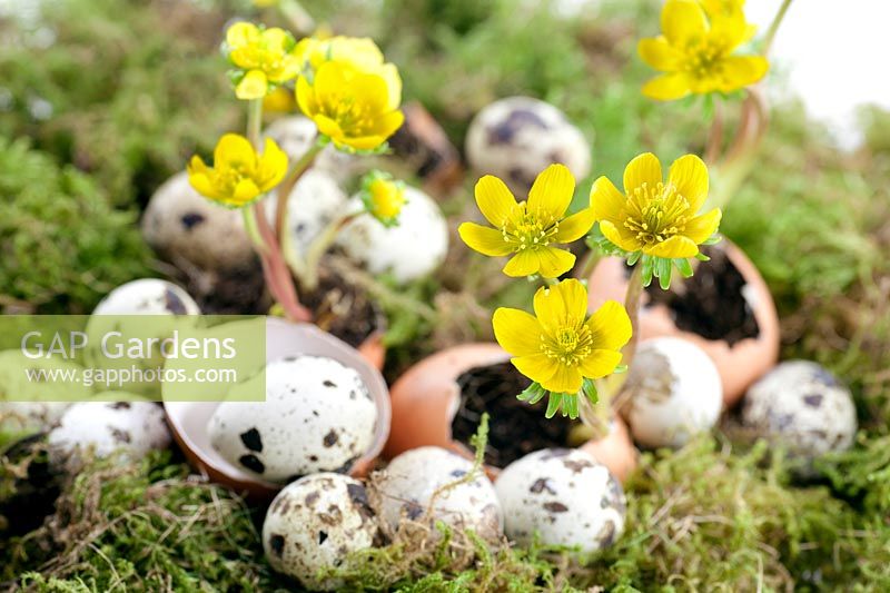 Eranthis hyemalis in egg shell with quail eggs