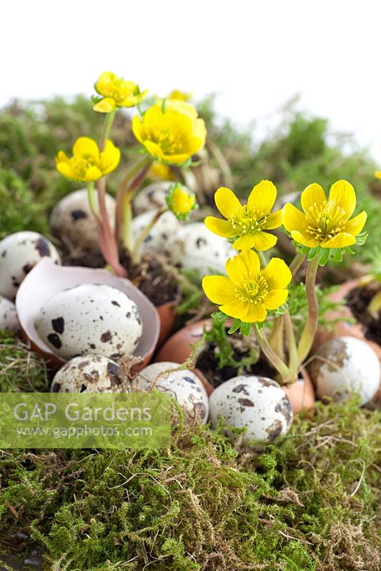 Eranthis hyemalis in egg shell with quail eggs