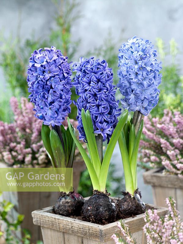 Hyacinthus Chicago, Blue Jacket and Blue Star mixed in pot