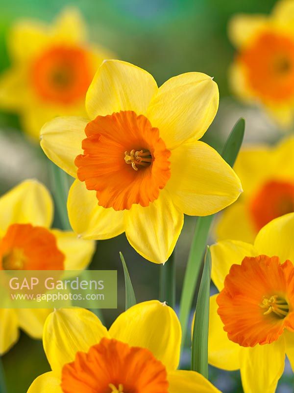 Narcissus Large Cupped Loveday