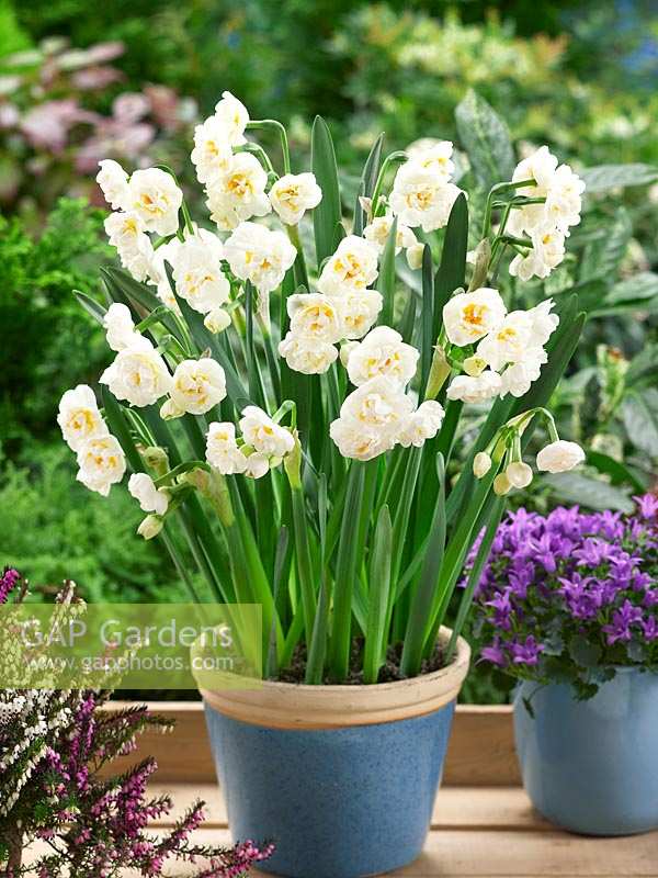 Narcissus Double Bridal Crown in pot