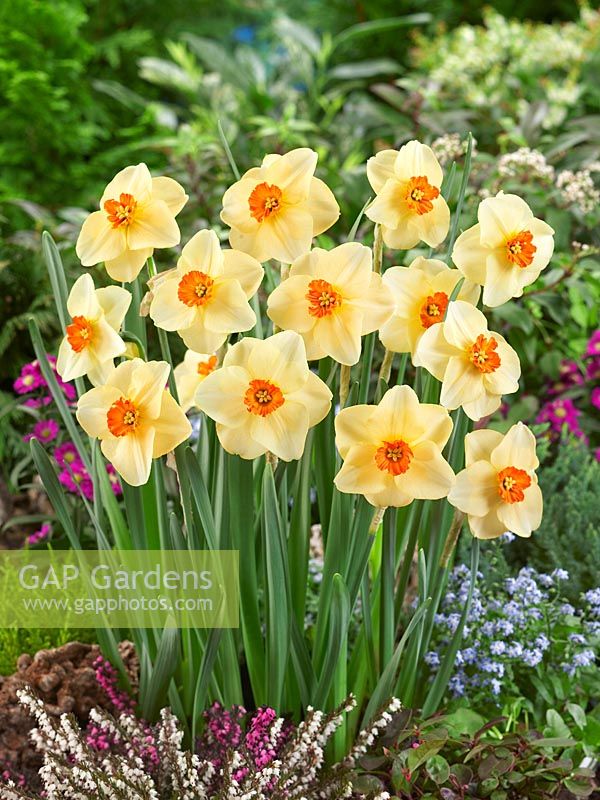 Narcissus Small Cupped Altruist