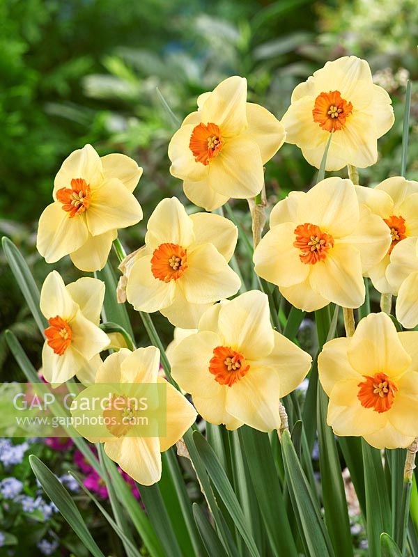 Narcissus Small Cupped Altruist