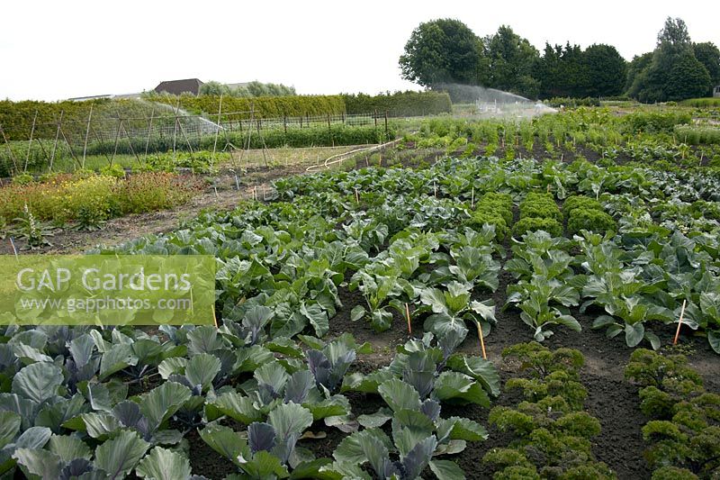 Vegetable field, cultivated area