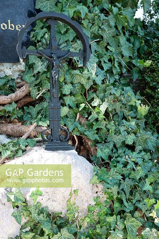 Tomb stone with Iron cross and ivy