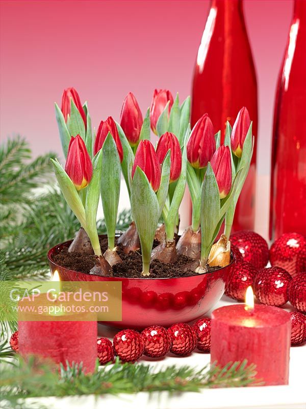 Christmas decoration with Tulipa Single Early Brillant Star