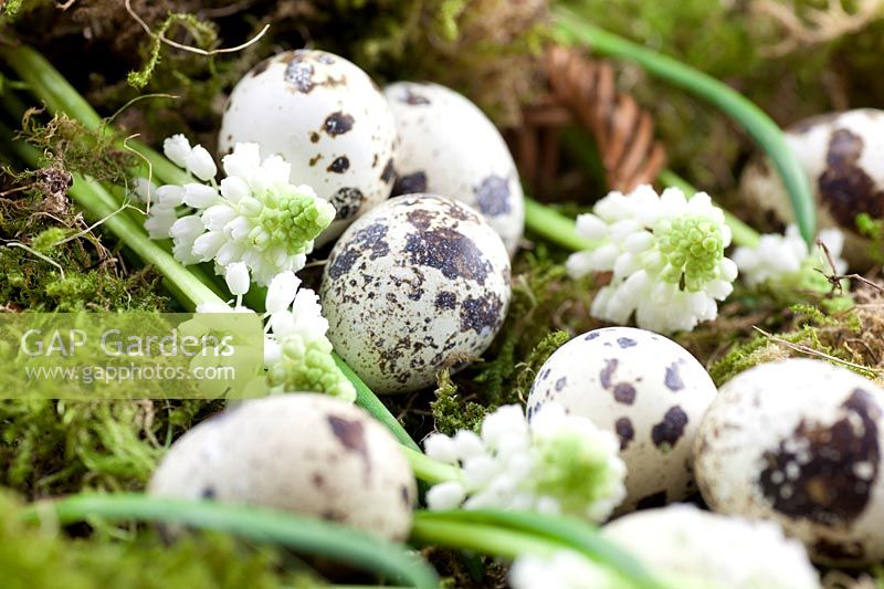 Impression with white Muscari blossoms and quail eggs