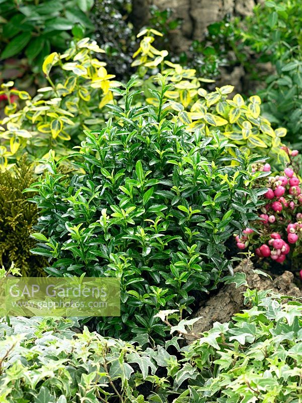 Euonymus japonicus Microphyllus Green