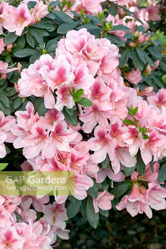 Rhododendron kaempferi Pink Lace