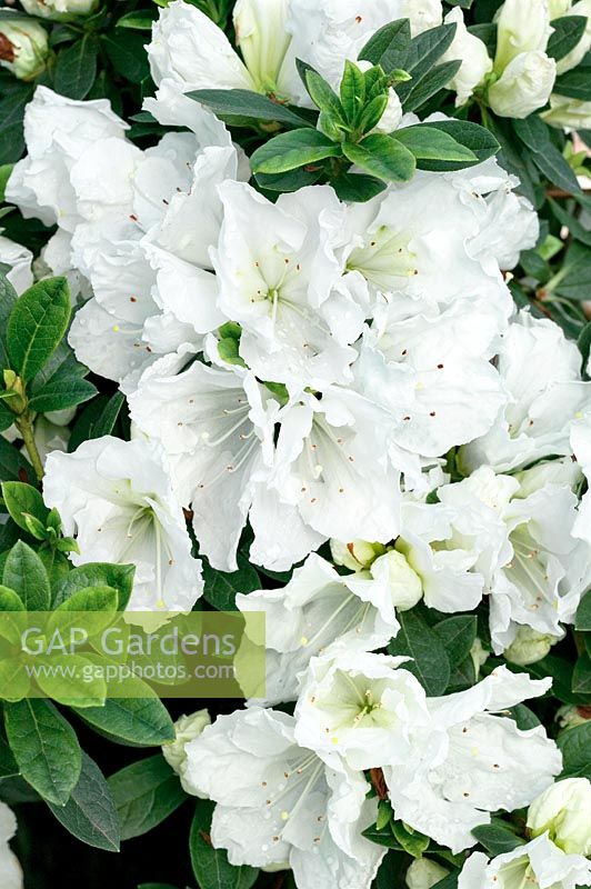 Rhododendron kaempferi Fielders White