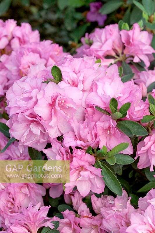 Rhododendron kaempferi Rose Queen