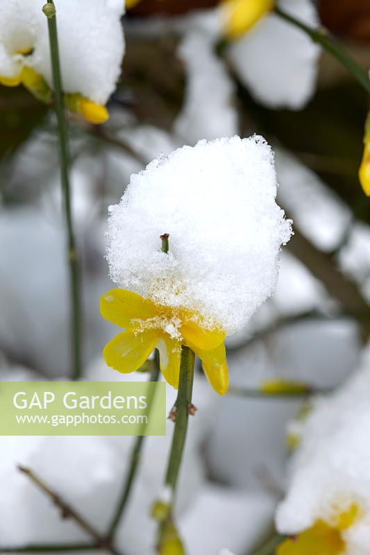 Jasminum nudiflorum, flower covered with snow