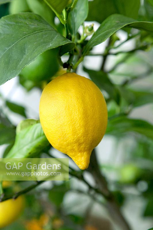 Citrus limon Dolce