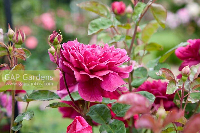 Rosa Sophy's Rose ®