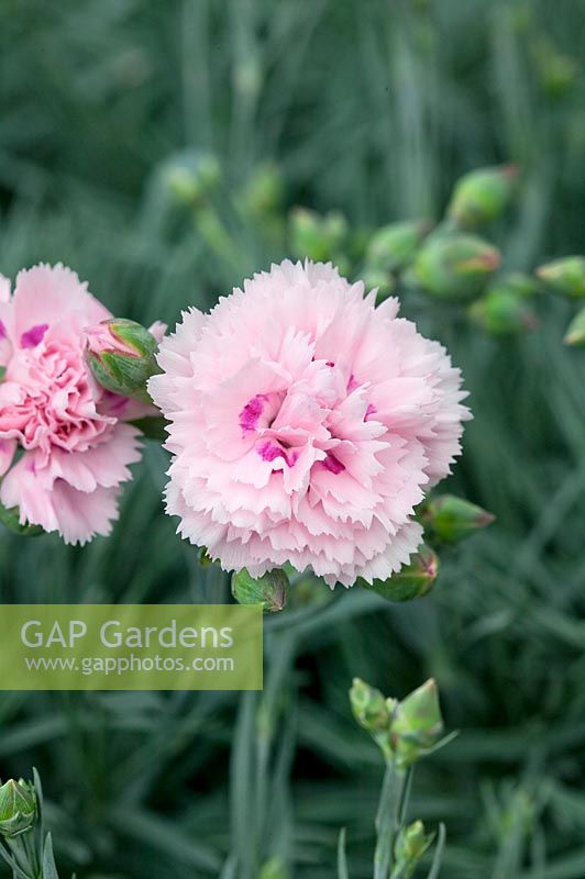Dianthus Scent First™ Candy Floss