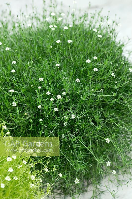 Sagina subulata Green Moss