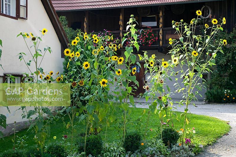 Sunflowers in farmers garden