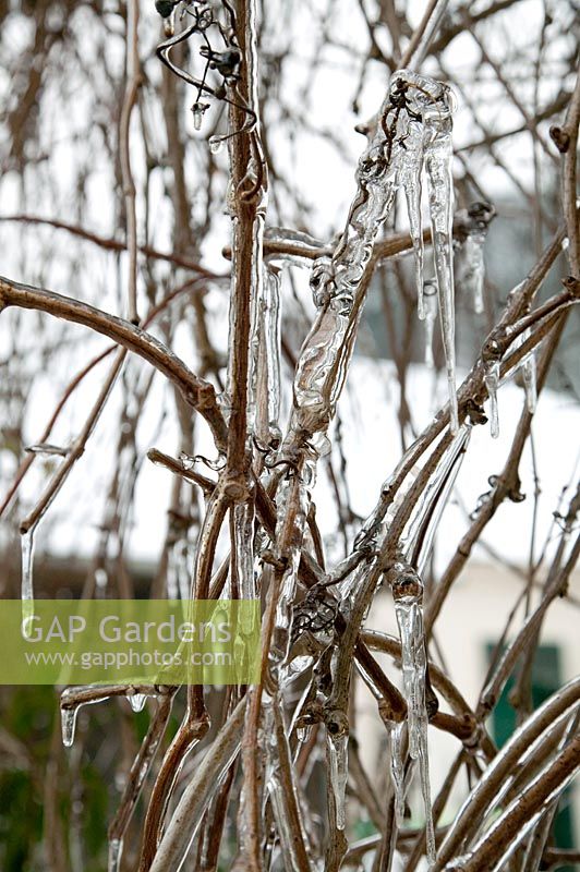 Twigs covered with ice and icicles