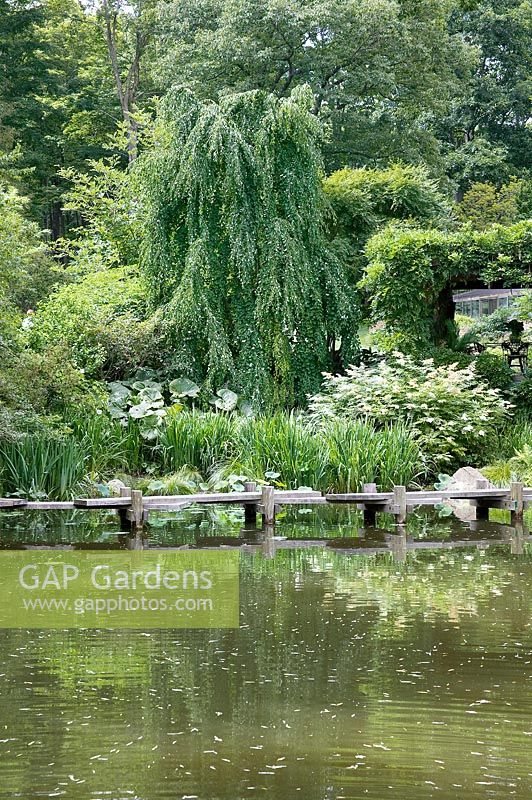 Garden scenery with pond and Tilia platyphyllos Pendula