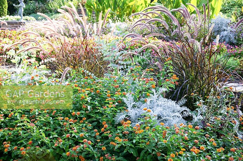 Garden scenery with  Lantana, Cineraria, Eucalyptus and Pennisetum