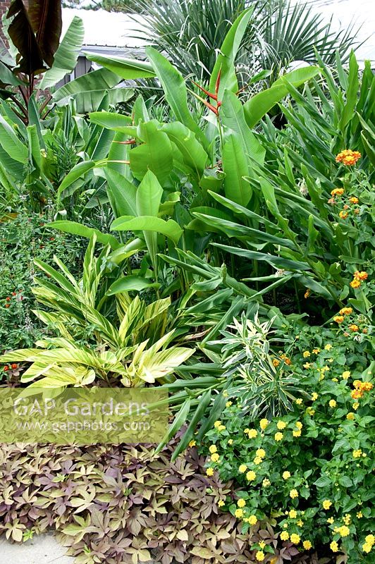Tropical Garden with Musa, Lantana, Heliconia, Heliconia Variegata, Ipomoea batatas