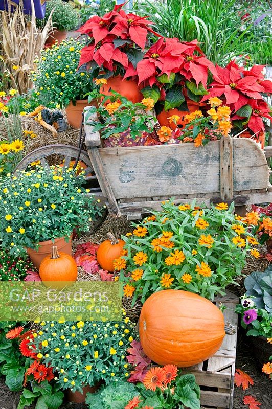 Fall life style shot with Pumpkins, Zinnia, Chrysanthemum, Gerbera, Euphorbia pulcherrima, Crossandra