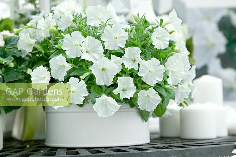 Petunia in container with candles
