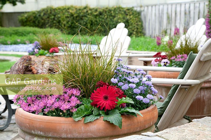 Container planting with Gerbera, Chrysanthemum, Aster, Viola and ornamental grass