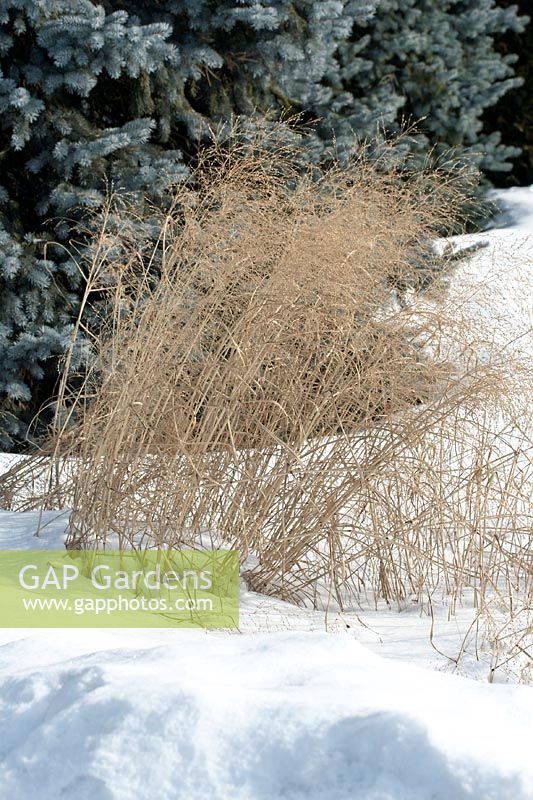 Ornamenal grass in snow
