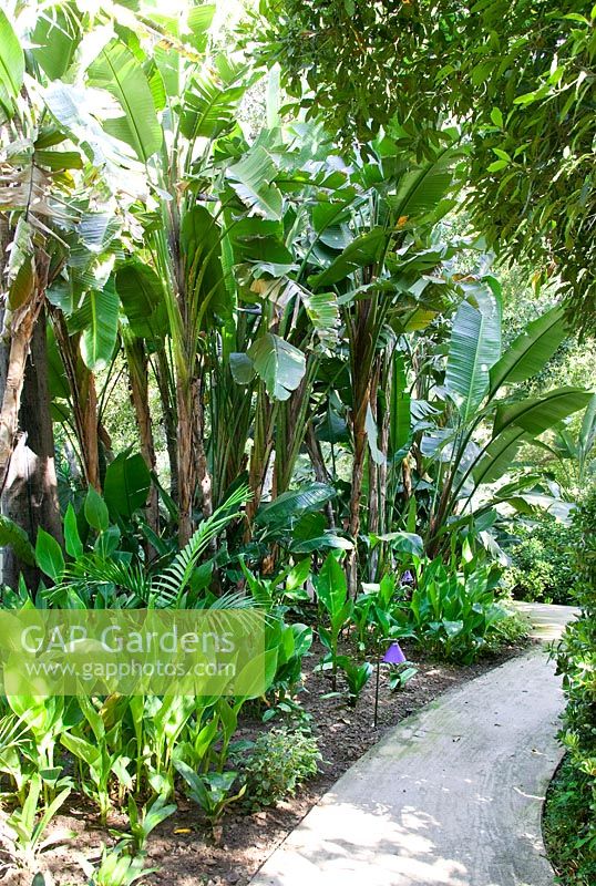 Walkway in the tropical garden with Musa, Ginger, Palmtrees