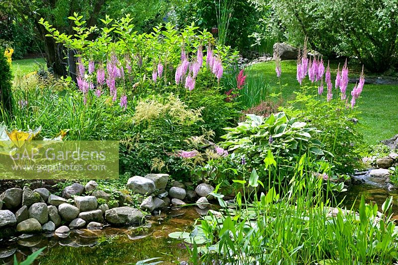 Pond with aquatic plants, perennial border with Astilbe, Hosta 