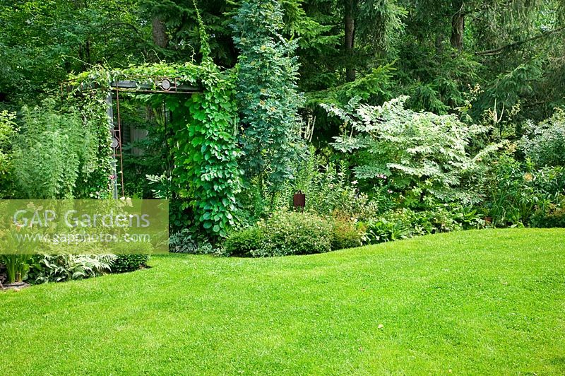 Garden scene with iron pergola, various shrubs, perennials, conifers and lawn