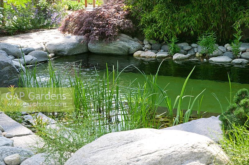 Swimming pond surrounded by rocks, Acer, Bamoo and aquatic plants