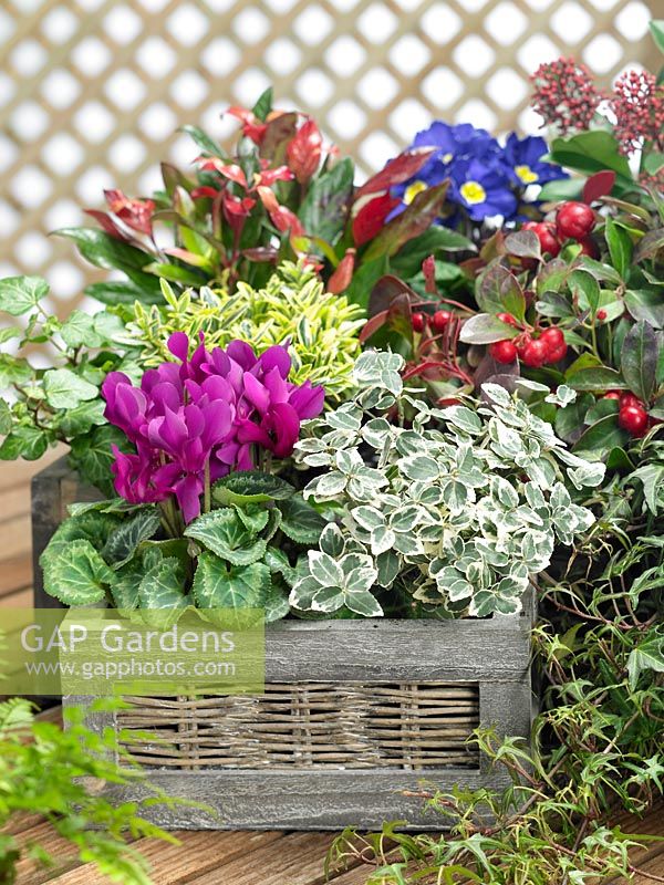 Plant container with Cyclamen, Primula, Leucothoe, Gaultheria, Euonymus and Skimmia