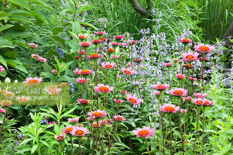 Perennial border with Echinacea purpurea Fatal Attraction and Salvia