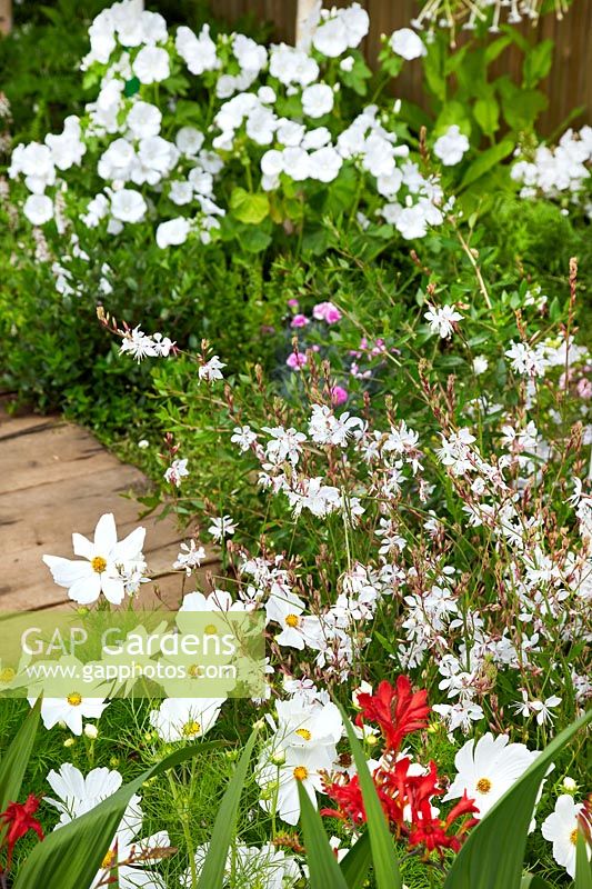 Garden fascination with white flowers