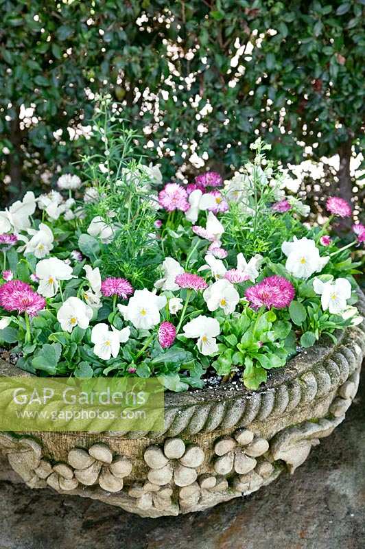 Stone bowl with Bellis perennis pink and Viola x wittrockiana white